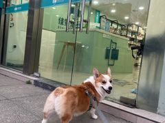 -佳雯宠物医院·皮肤科·内外科(春晓路分院)