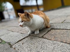 -西园寺