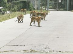 -西安秦岭野生动物园