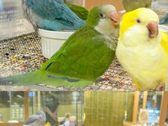 -帕帕拉兹宠物(亚洲旗舰店)