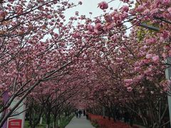 -高东镇樱花园