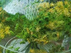 -花之城