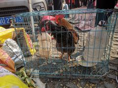 -李村大集