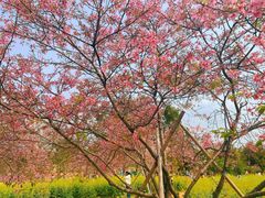 -天适樱花悠乐园