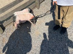 -前小桔亲子创意农场·草莓采摘·露营烧烤