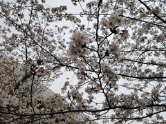 -高东镇樱花园