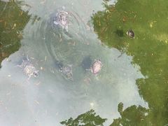 -九龙公园