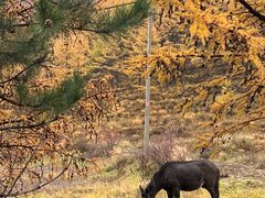 -苏木山森林公园