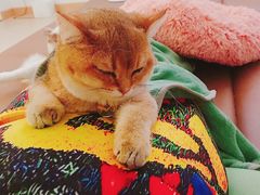 -猫在这儿猫咪咖啡馆·撸猫馆