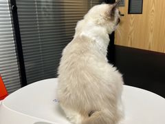 -伟伟宠物医院·CT影像中心·瑞派犬猫综合性门诊(汉口总院)