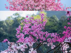 -九皇山景区