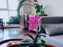 -仰生如卉推拿养生馆(酒仙桥店)