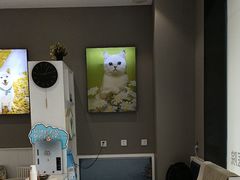 -关爱宠物医院·猫科中心·消化科(滨湖万达分院)