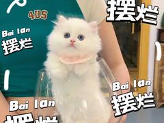 -欣宠猫屋·矮脚拿破仑·蓝金金渐层