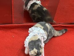 -博特宠物医院24h犬猫全科.骨科·异宠