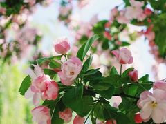 -海棠花溪(元大都城垣遗址公园)