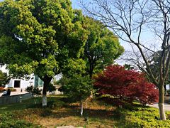 -金鸡湖桃花岛