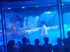 -上海海昌海洋公园-冰山北极馆