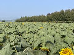 -君乐宝优致牧场