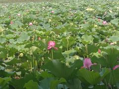 -荷塘月色湿地公园·向阳花洲
