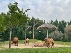 -北京野生动物园