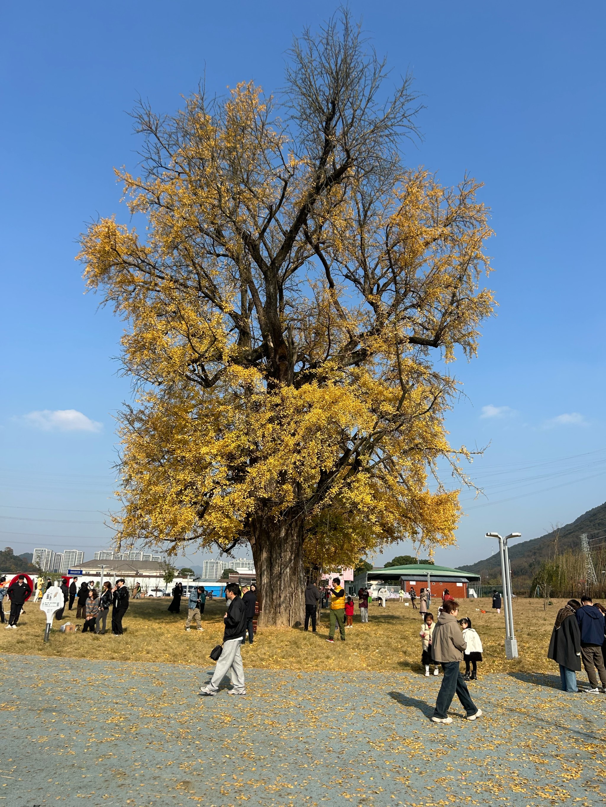 富阳银杏图片