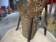 -上海昆虫博物馆