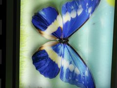 -上海昆虫博物馆