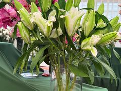 -上海鲜花港