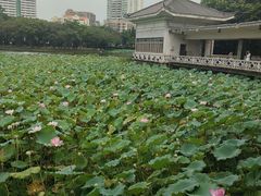 -荔湾湖公园