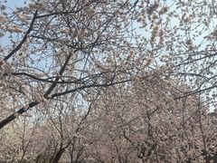 -桃花堤公园
