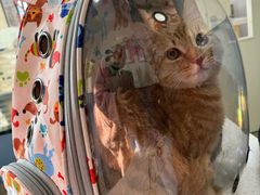 -凯瑞希宠物医院·狂犬免疫·微创·皮肤科