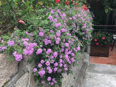-胡里山炮台
