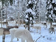 -北极村旅游风景区
