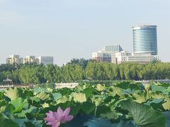 -莲花池公园