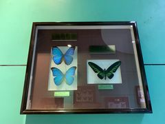 -上海昆虫博物馆