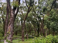 -武汉大学-桂园餐厅