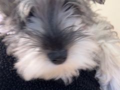 -艾贝尔宠物医院·狂犬免疫点(江山金象城店)