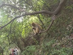 -神农山景区