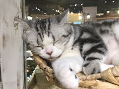 -小时光咖啡馆(开森度假森林店)