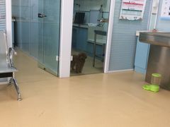 -瑞派·关忠动物医院·猫专科·犬专科(三环新城店)
