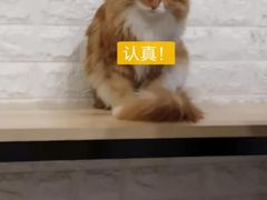 -平行世界·猫咖(首经贸店)