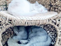 -飞行喵MR PILOT|猫舍·猫咖(静安大融城店)
