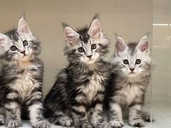 -lincat·猫舍(广州店)