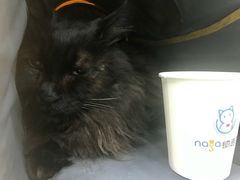 -纳吉亚猫专科动物诊疗中心(蒋宅口分院)