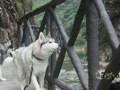-楠溪江石桅岩