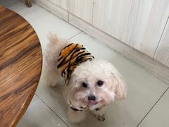-瑞派康怡24h宠物医院·犬猫医疗中心·微创绝育(瑞景分院)