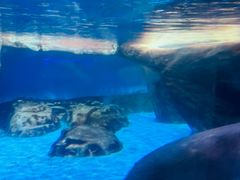 -海合安武汉极地海洋公园
