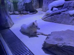 -上海海昌海洋公园
