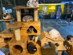 -more than meow吴止猫主题餐厅(承德 中船汇店)